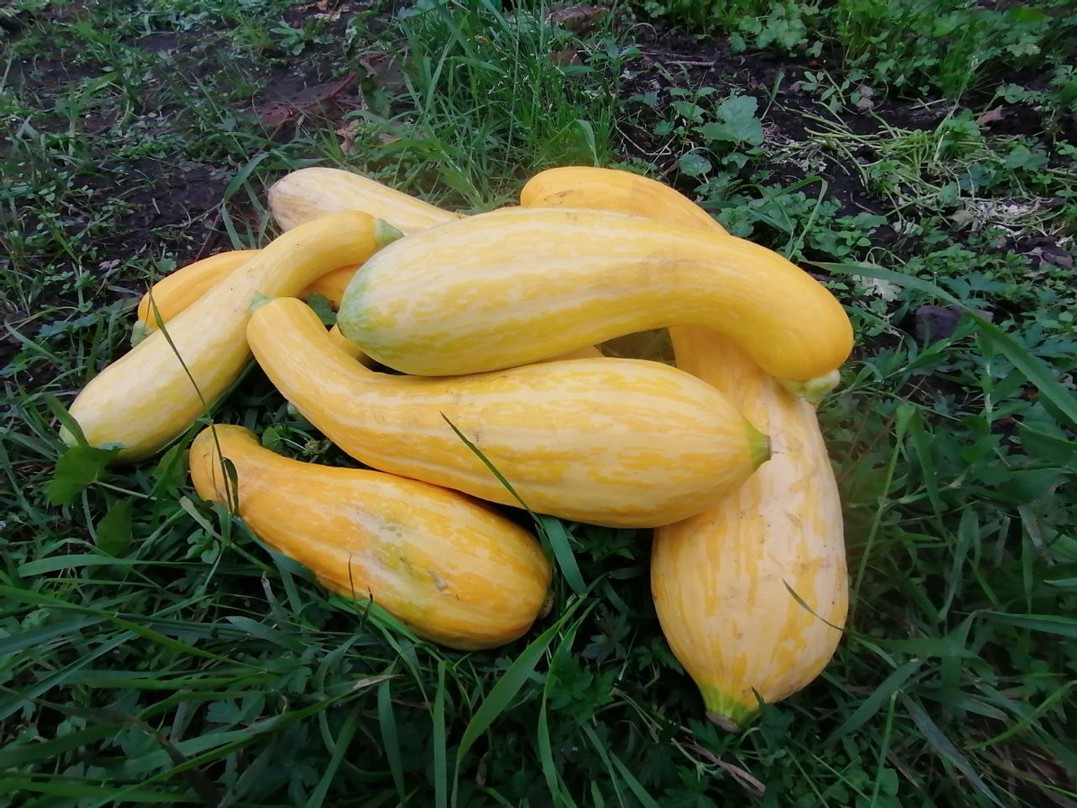 Кабачки Нежный зефир, фото из прошлого сезона, в этом даже и фотографировать не хотелось