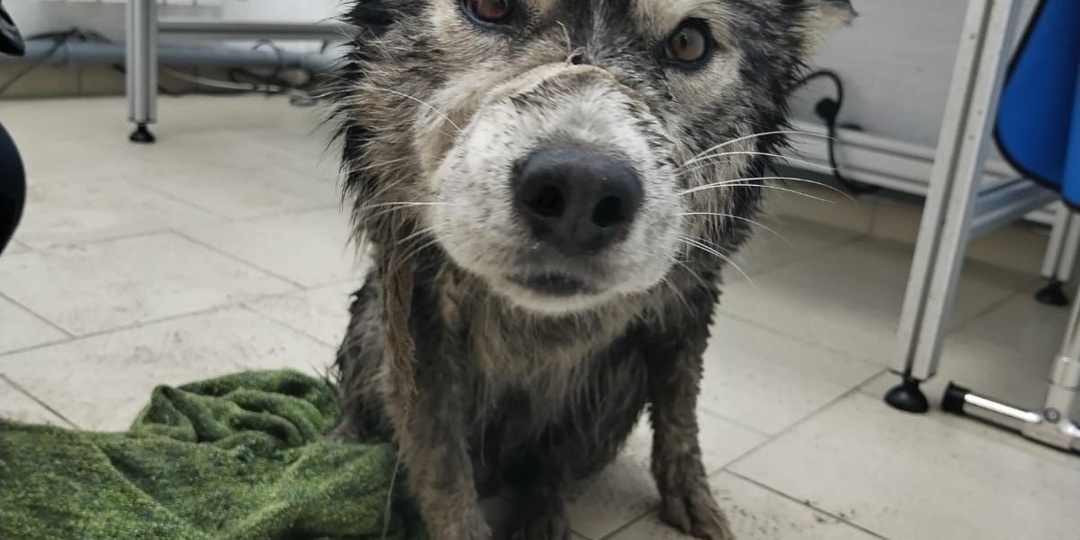 Как координально может измениться жизнь хаски.