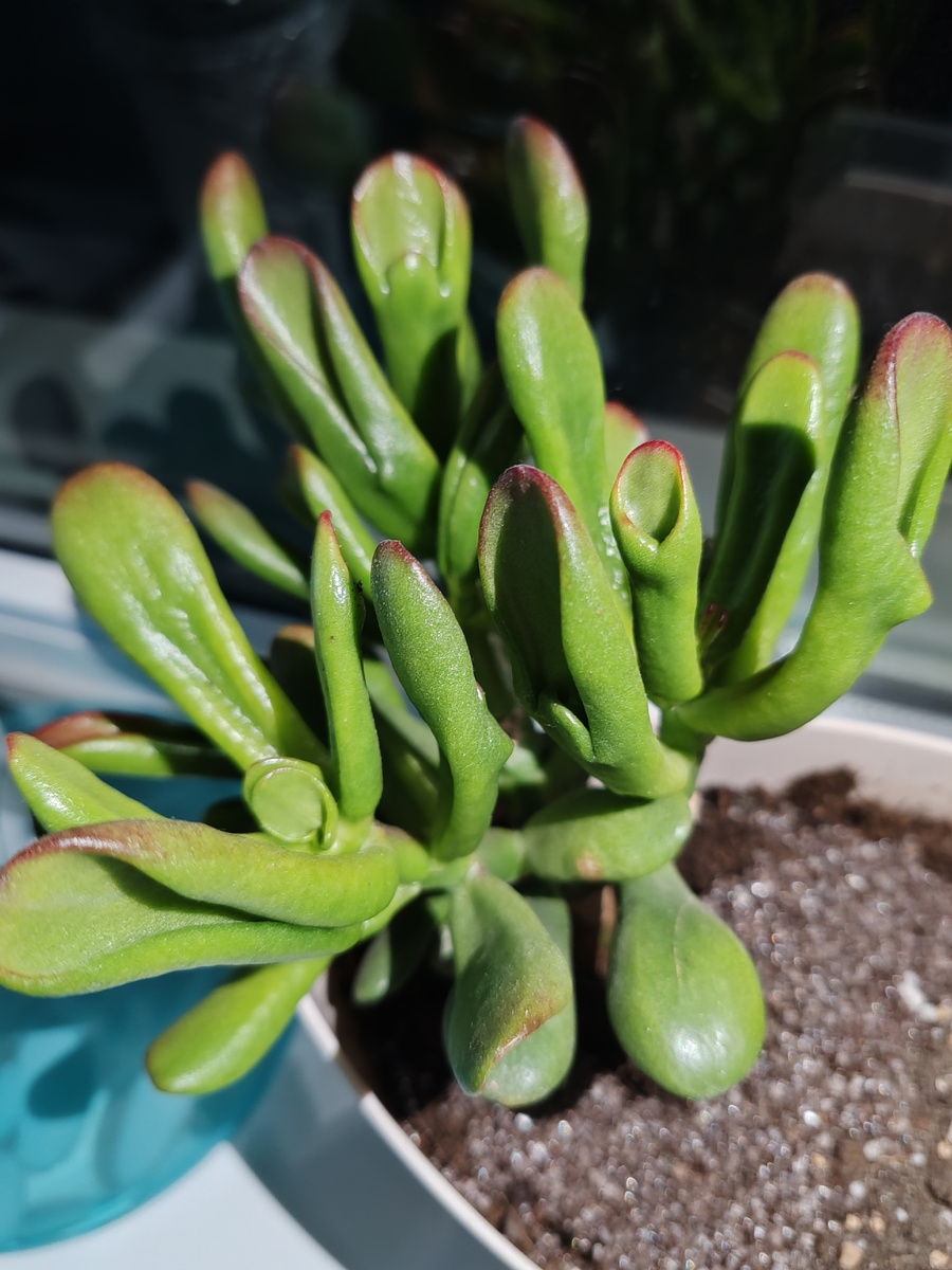 Моё взрослое растение