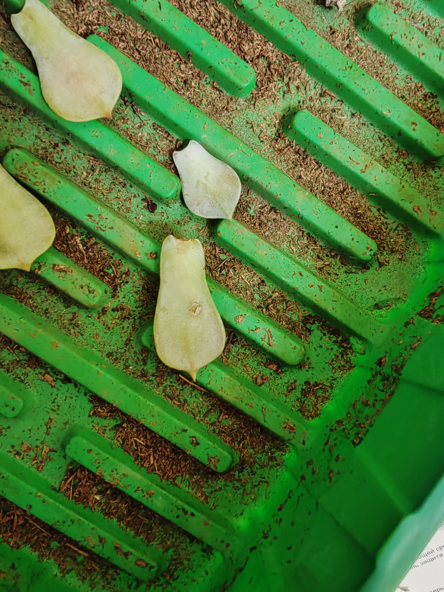 Листочки на сухой поверхности 