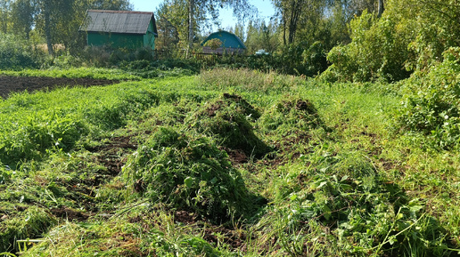 Убрали капусту и Прибираеи дачу.