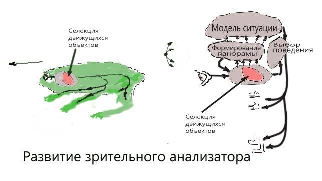 От земноводного до человека - селекция движущихся объектов есть у всех. Именно эта функция привела к тому, что у нас перед глазами - видеопанорама, превосходящая  возможности глаз, как оптического прибора