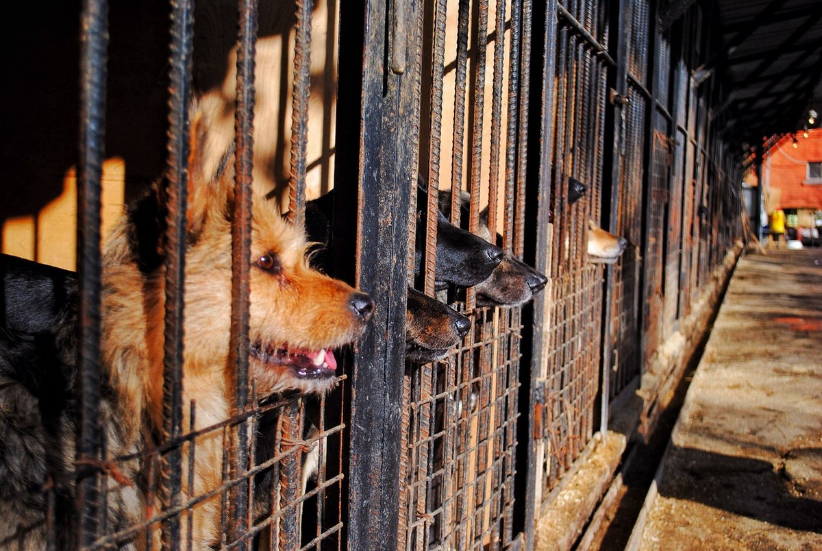 Источник: фото из сообщества ВК приюта «Искра»