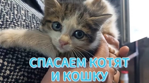 Раздали котят и кошку🐈😻❤️🙏 Тюмень Исетский район