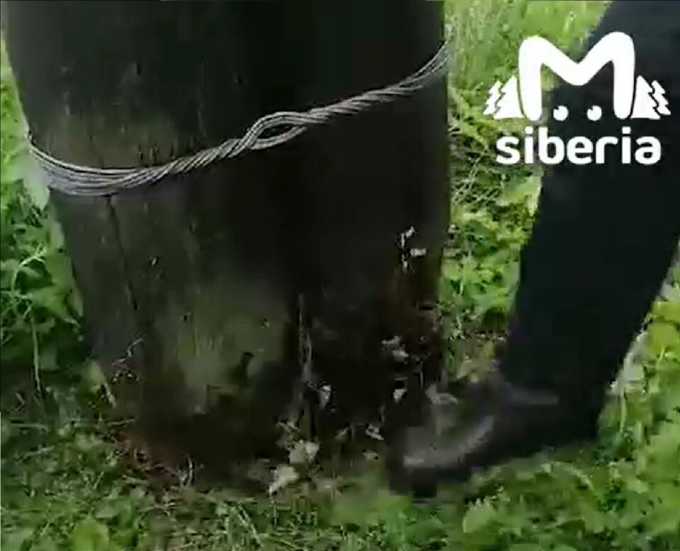    Столб ЛЭП. Майма. Источник: Скриншот из видео Telegram-канала Mash Siberia