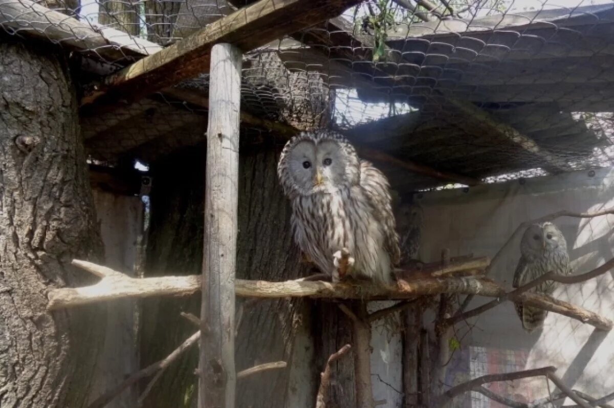    В Тверской области умерла старейшая сова по имени Мадам Муромская