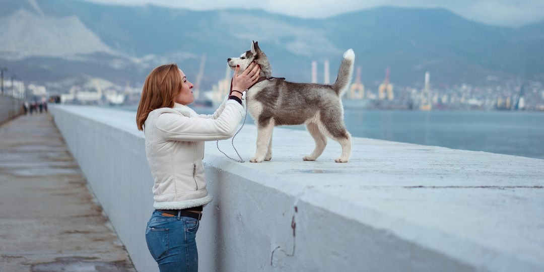 Какие собаки – самые адекватные: десять пород с наилучшим поведением