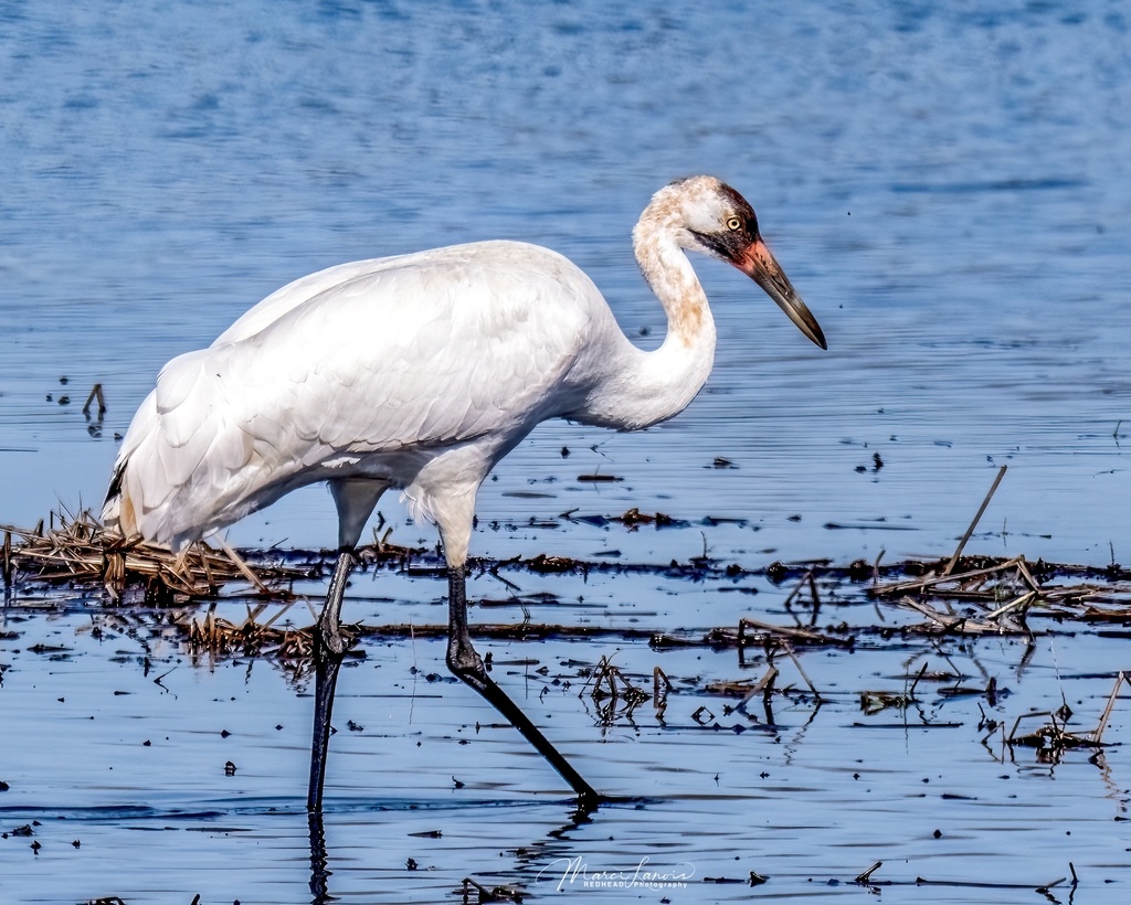 Американский журавль, Техас, фото Marci Lanois