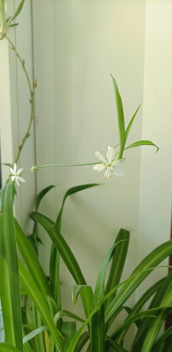 Цветение Хлорофитума