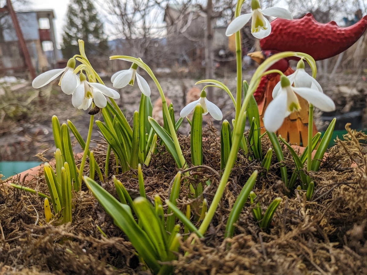 Галантусы в горшке на крыльце дачного дома