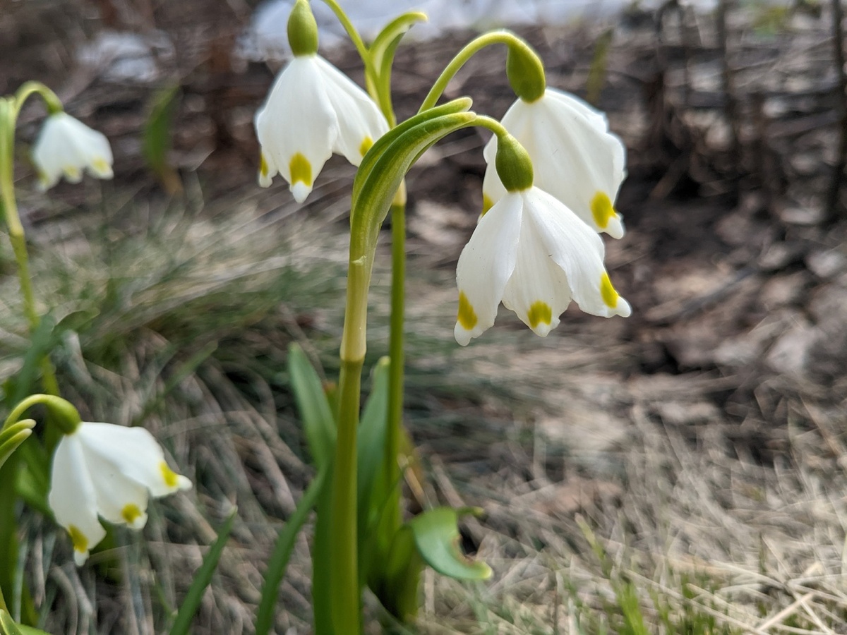 Белоцветник весенний