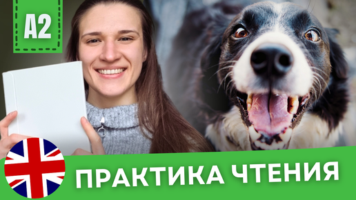 РАЗБИРАЕМ ПРОСТОЙ ТЕКСТ на Английском Для Начинающих (A1-A2) | Animals In The City