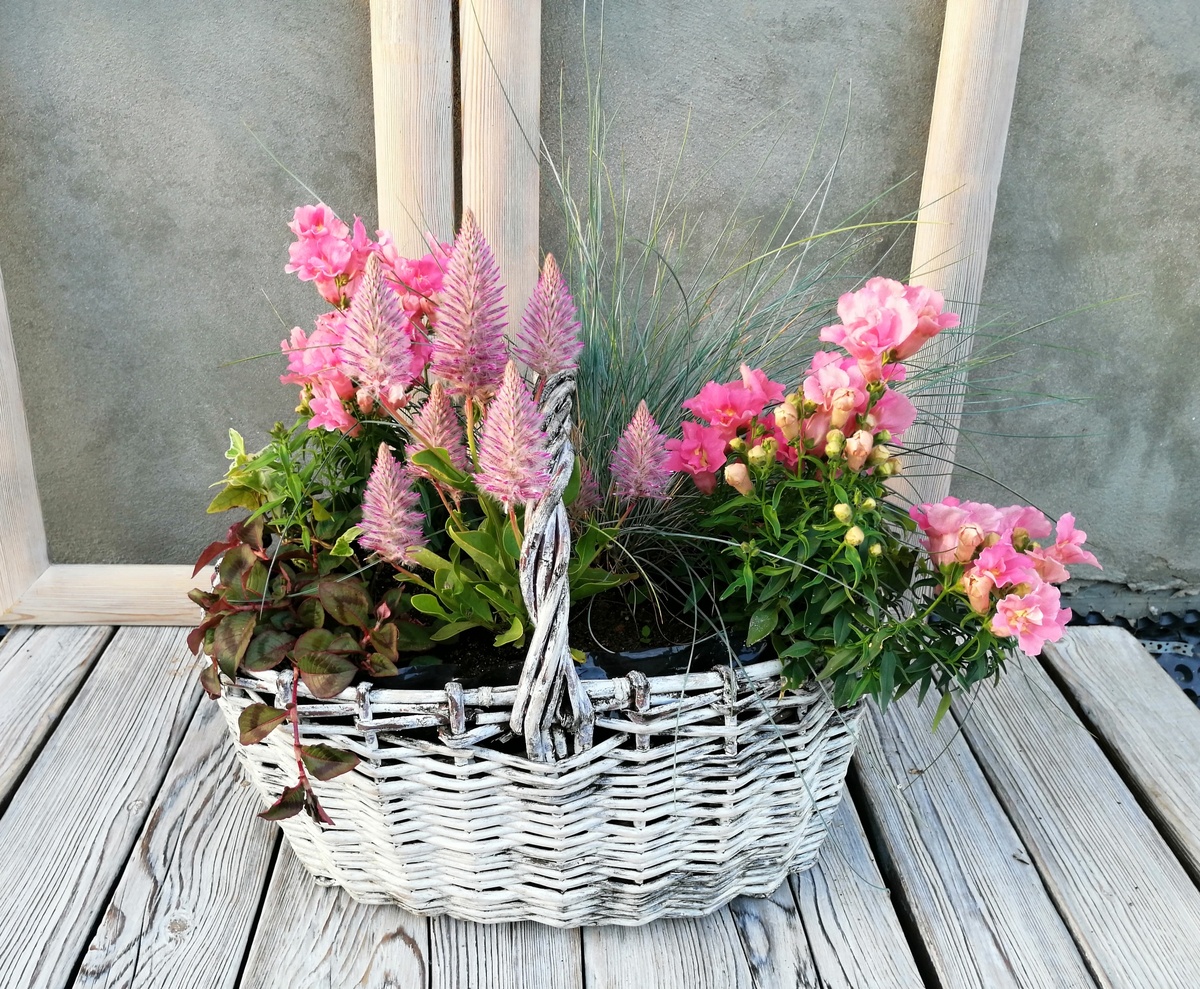 Прекрасная овсяница, декоративная весь сезон, являлась той деталью, которая только украшала. Причём, в каждой композиции. 