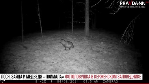 Заяц, медведь и енотовидная собака попали в объектив фотоловушки в Керженском заповеднике