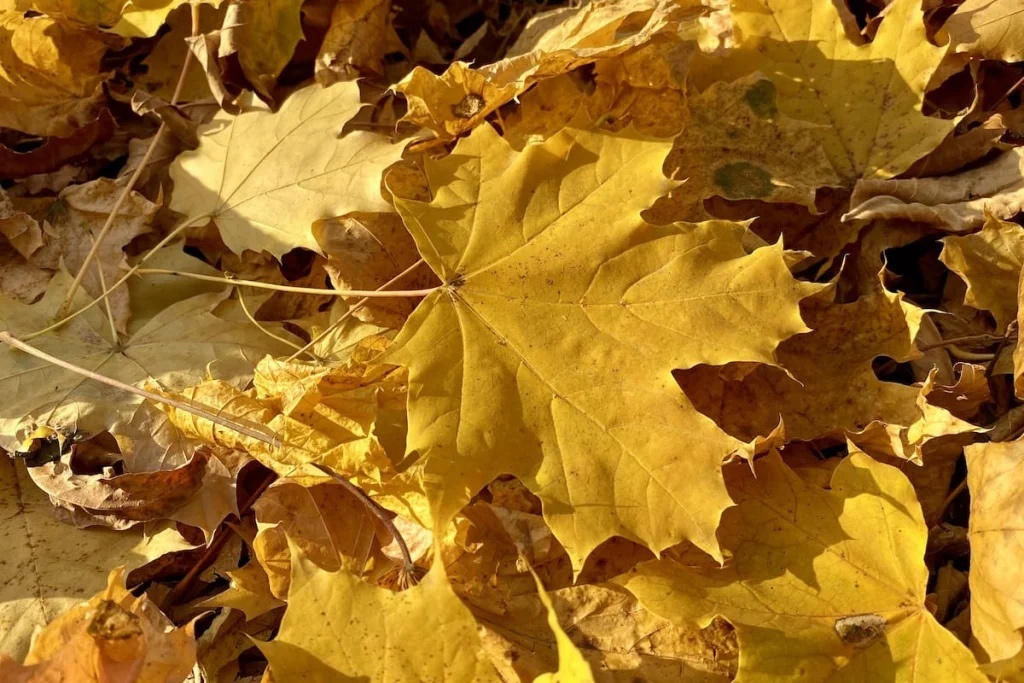 Фото: SterlitamakTime.ru / OOO «Уфатайм»