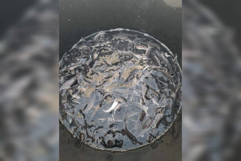    В Оренбуржье с начала года в водоемы выпущено более 28 тысяч мальков Кристина Просвиркина