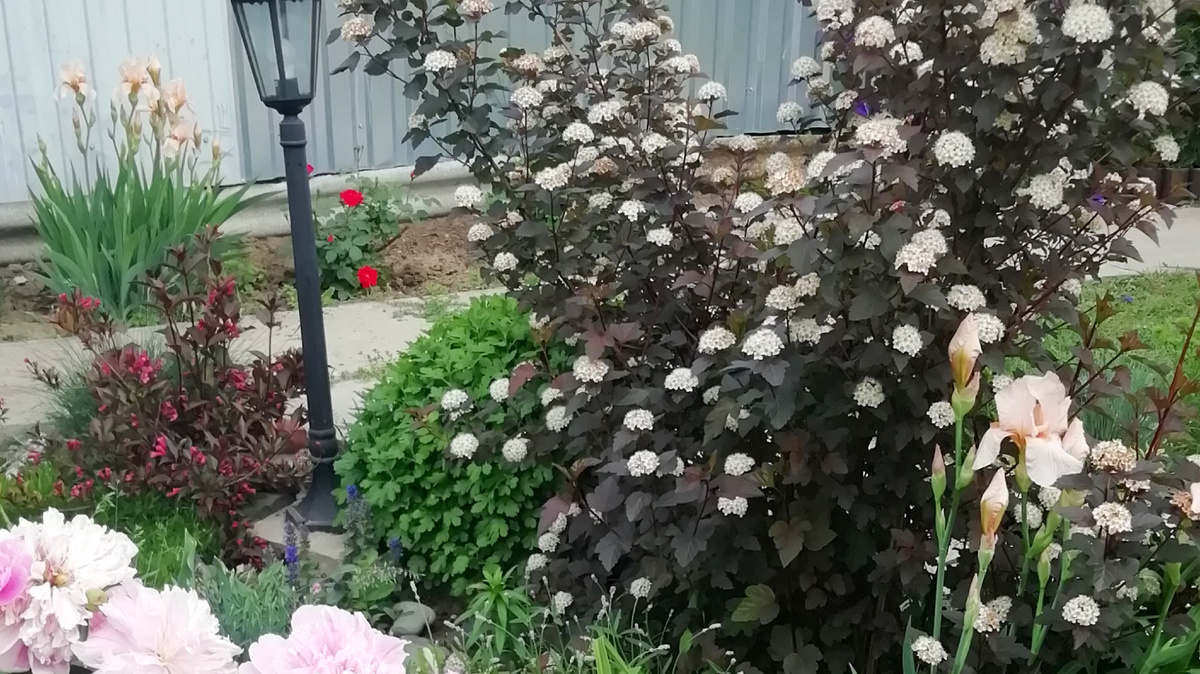 Так цветёт мой пузыреплодник.