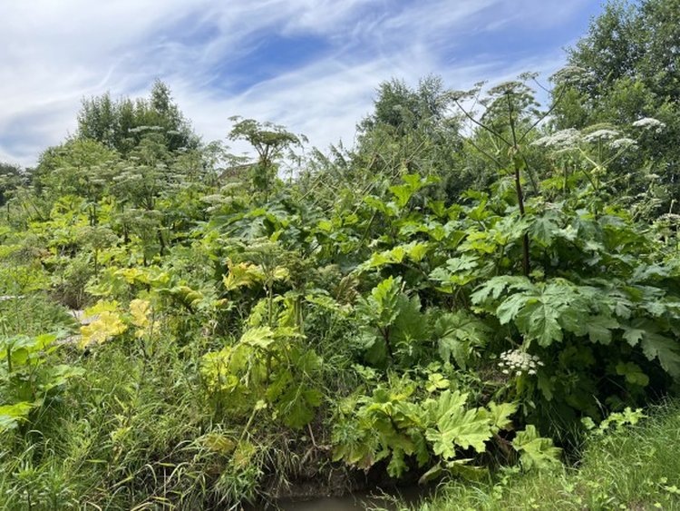    ​За борщевик Сосновского собственники земель в Ярославской области могут подвергнуться изъятию