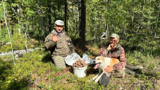 СБОР КЕДРОВОЙ ШИШКИ В 2024.ОПОЗДАЛИ С ШИШКОЙ, НАБРАЛИ ГРИБОВ.