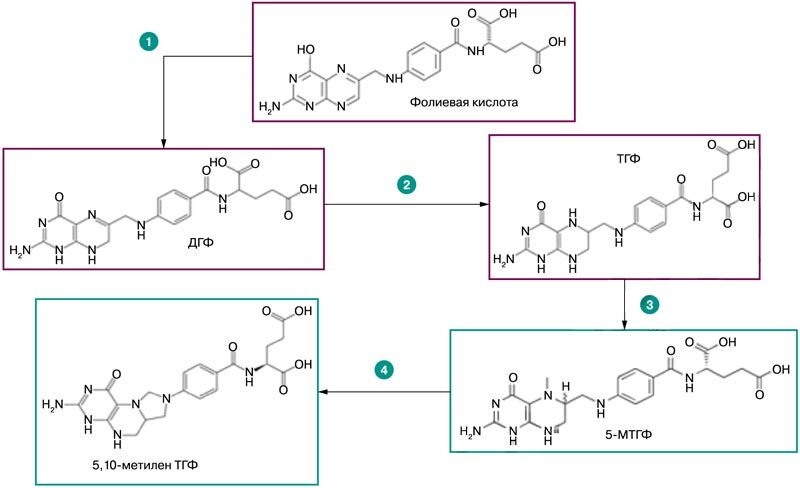 Основные активные формы витамина В9. Изображение взято из интернета
