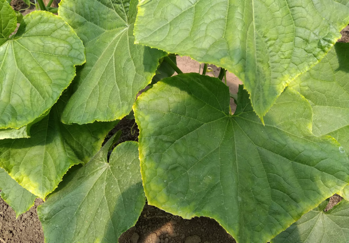 Огурцу нужна подкормка, не хватает кальция