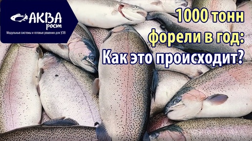 Как производят 1000 тонн форели в год #система #узв #бизнесвдеревне #акварост