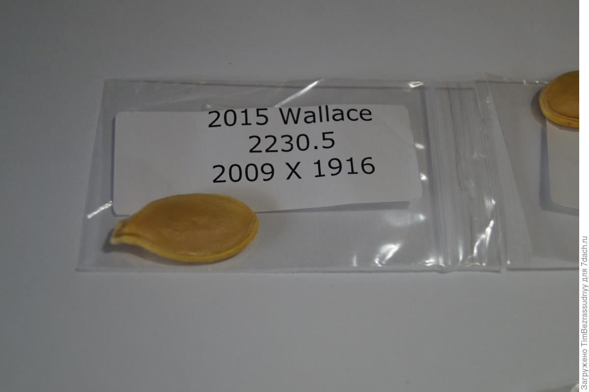 Фото из блога Александра Чусова на сайте 7dach.ru