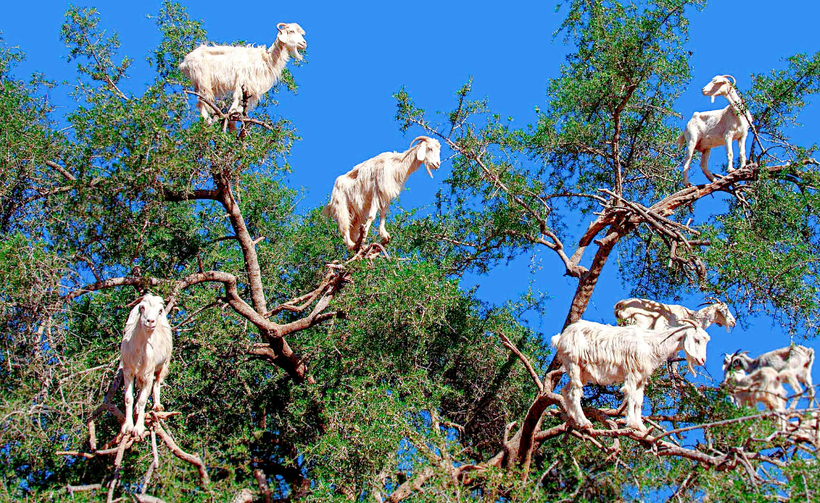 Источник фото: sputnik-georgia.ru