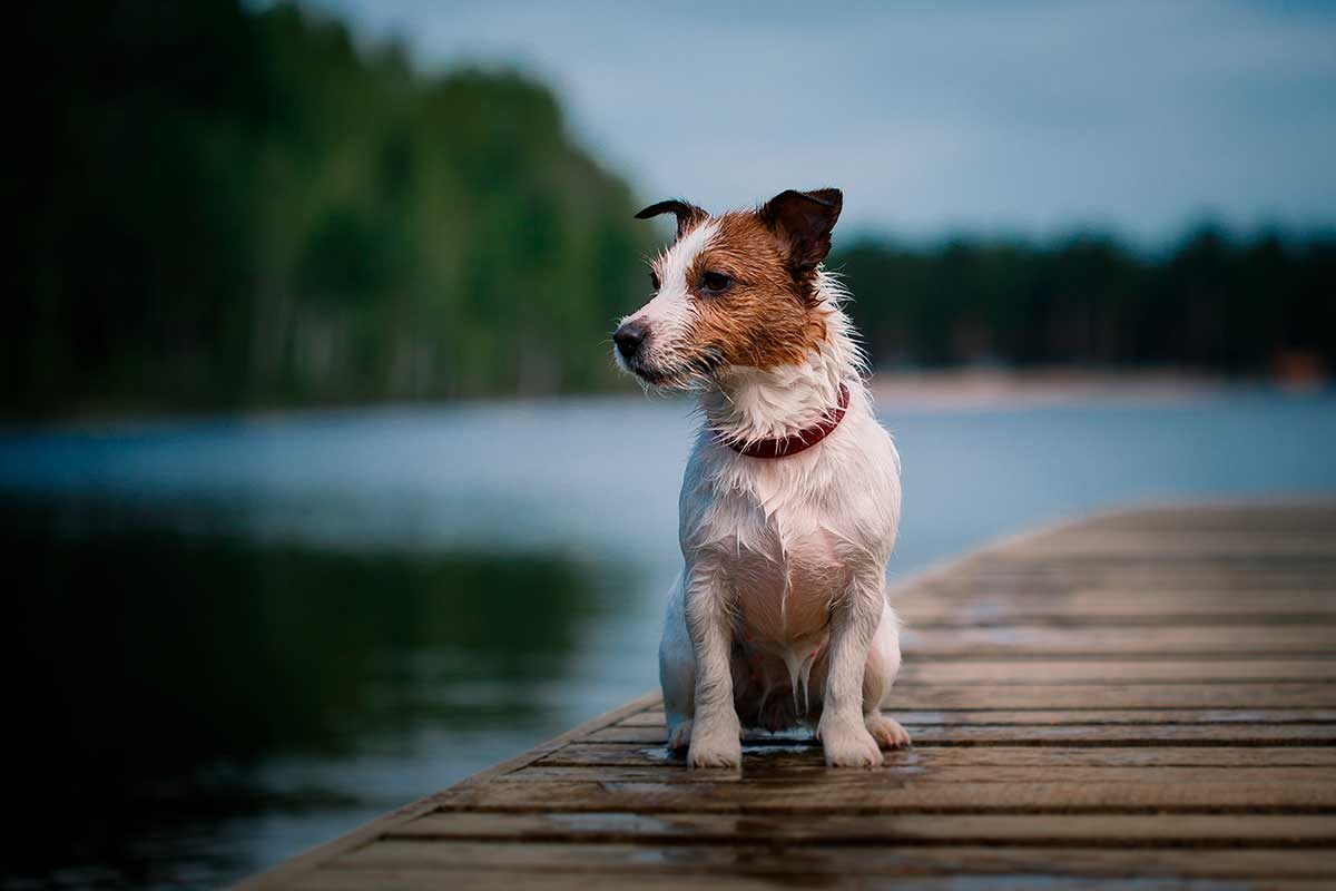 Anna Averianova / Shutterstock / FOTODOM📷Джек-рассел-терьер