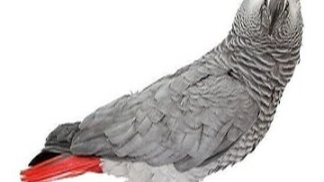 Попугаи Жако Contents of Gray African parrots