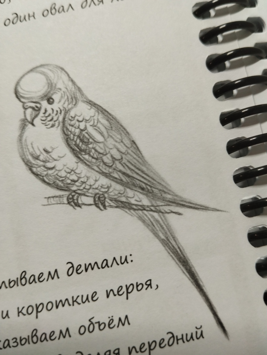 Картинка из тетради 'рисуй легко!'