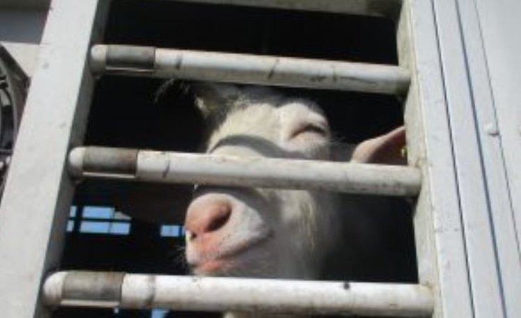    В последние дни августа в Северную Корею из Приморского края отправились 945 племенных коз