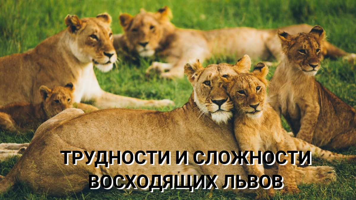 Знак зодиака Лев. Человек Лев. Асцендент Лев. Джйотиш