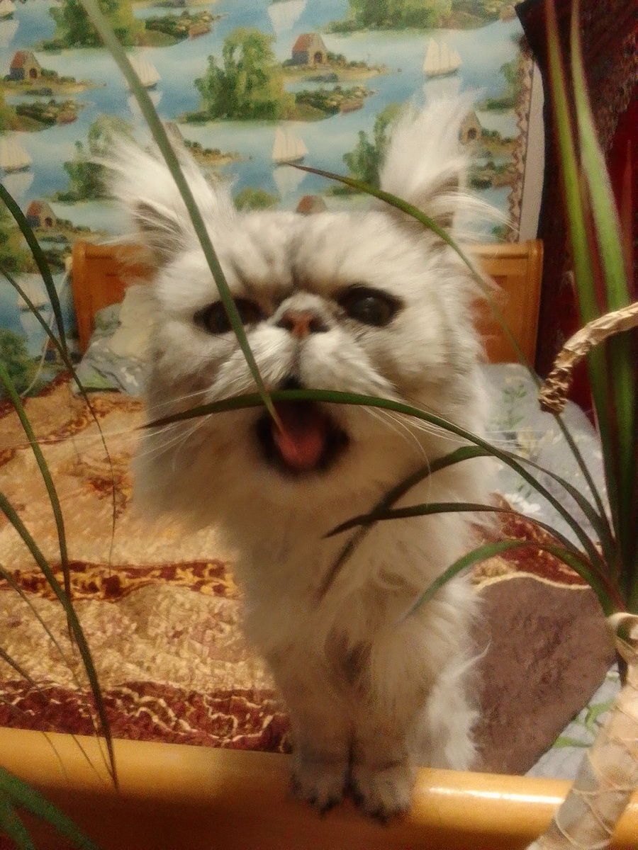 Эти кисточки на ушках я вечно ему поправляла)