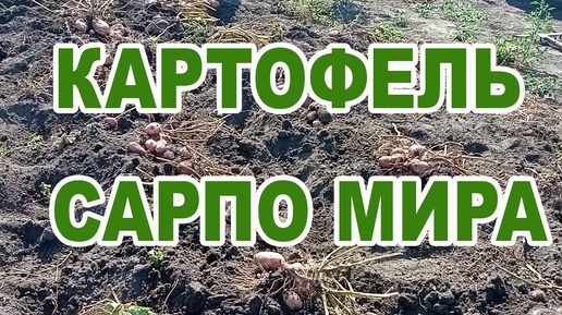 КАРТОФЕЛЬ САРПО МИРА