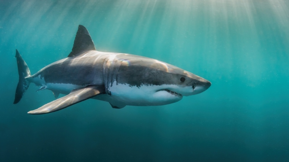    Фото: Shutterstock