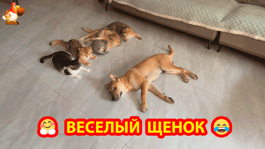 Неугомонный щенок и его дружная компания кошек и птичек ❣️🥰😂