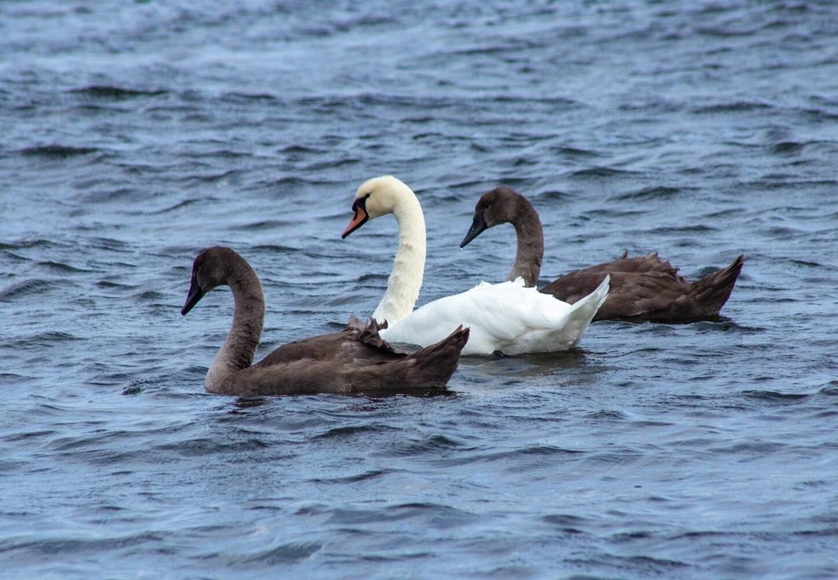 Лебедь с птенцами