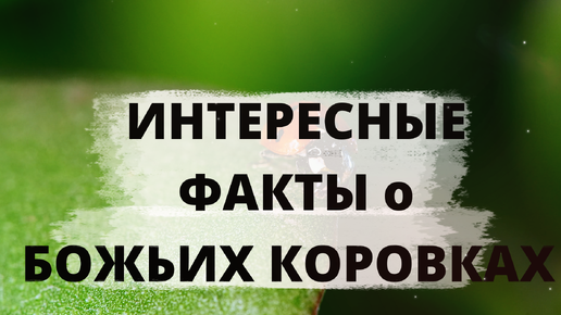 ИНТЕРЕСНЫЕ ФАКТЫ о БОЖЬИХ КОРОВКАХ. Почему древние римляне считали их священными