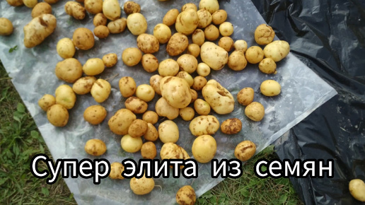 Скачать видео: 🥔Опыт выращивания картофеля из семян на второй год. Супер элитная картошка!🥔