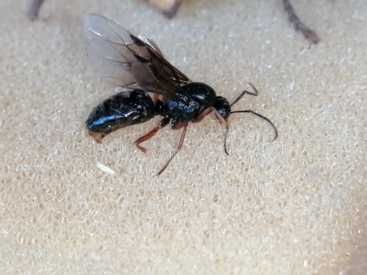 самец рода Serviformica