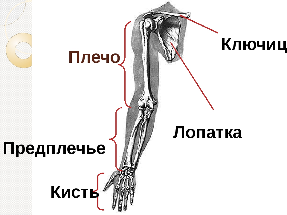 Предплечье - это часть руки от локтя до кисти. 