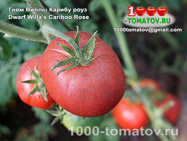Томат Гном Виллы Карибу роуз Dwarf Willa’s Cariboo Rose Роза Виллы Карибу фото 1