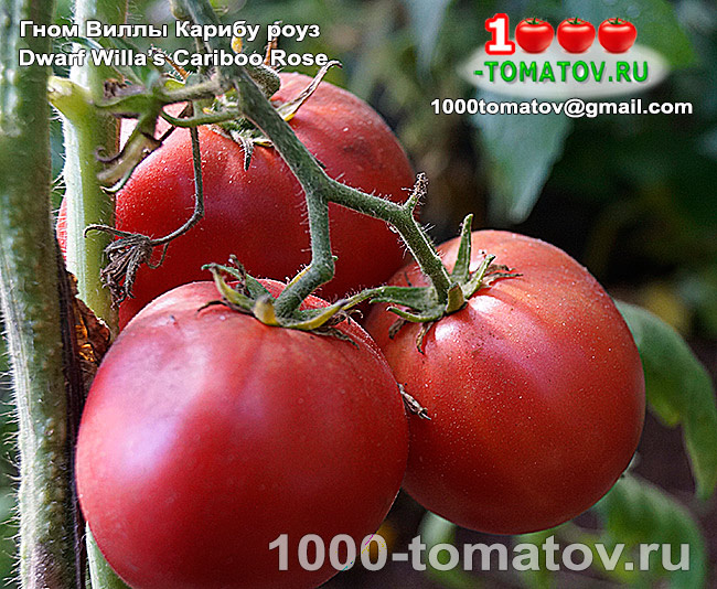 Томат Гном Виллы Карибу роуз Dwarf Willa’s Cariboo Rose Роза Виллы Карибу фото 2