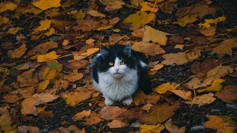     Осень. Погода. Кошка. unsplash.com