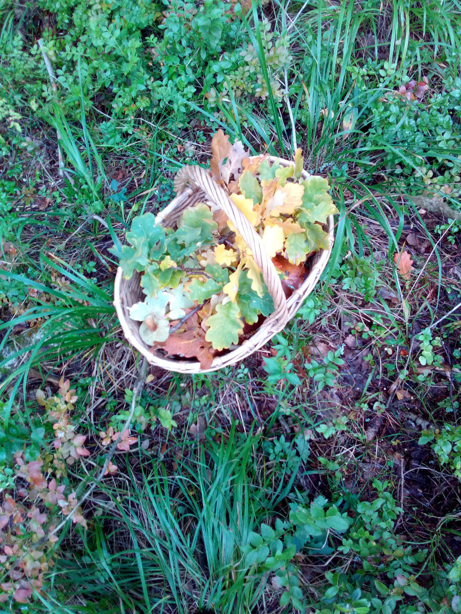 Лесные дары.