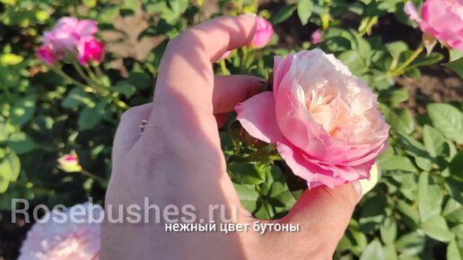 Прекрасные розы с БОЛЬШИМИ БУТОНАМИ от rosebushes.ru