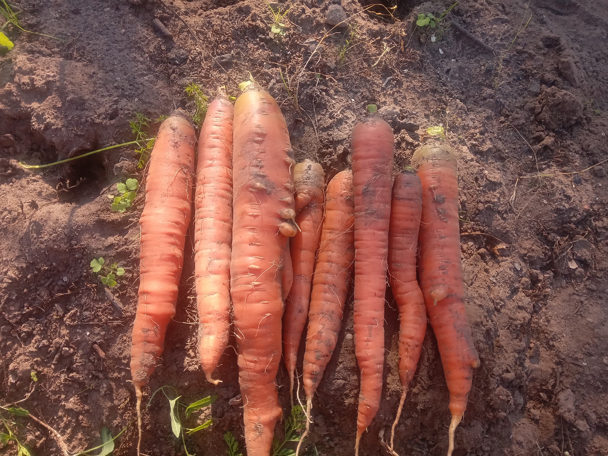 Уборка моркови в сентябре