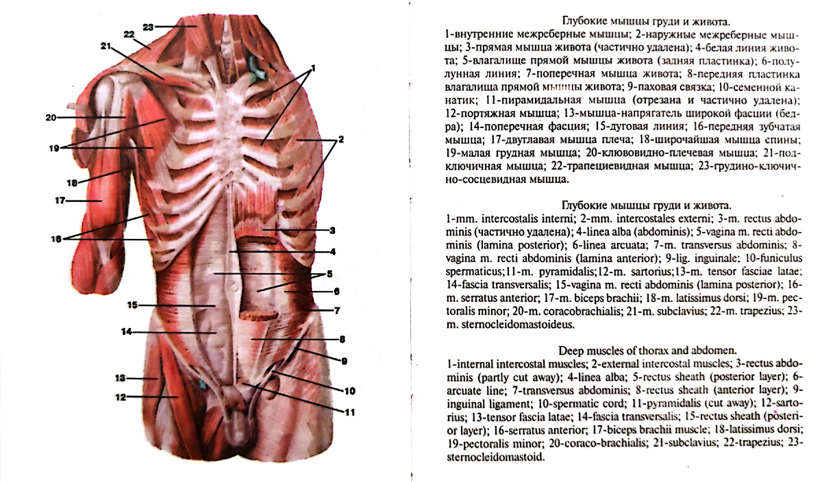 Глубокие мышцы груди и живота. 