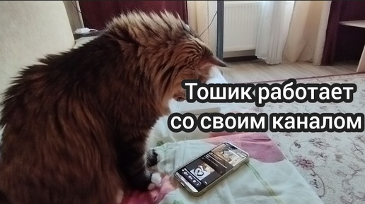 Котик-блогер